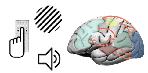 The where and when of multisensory decision dynamics published in Nature Communications
